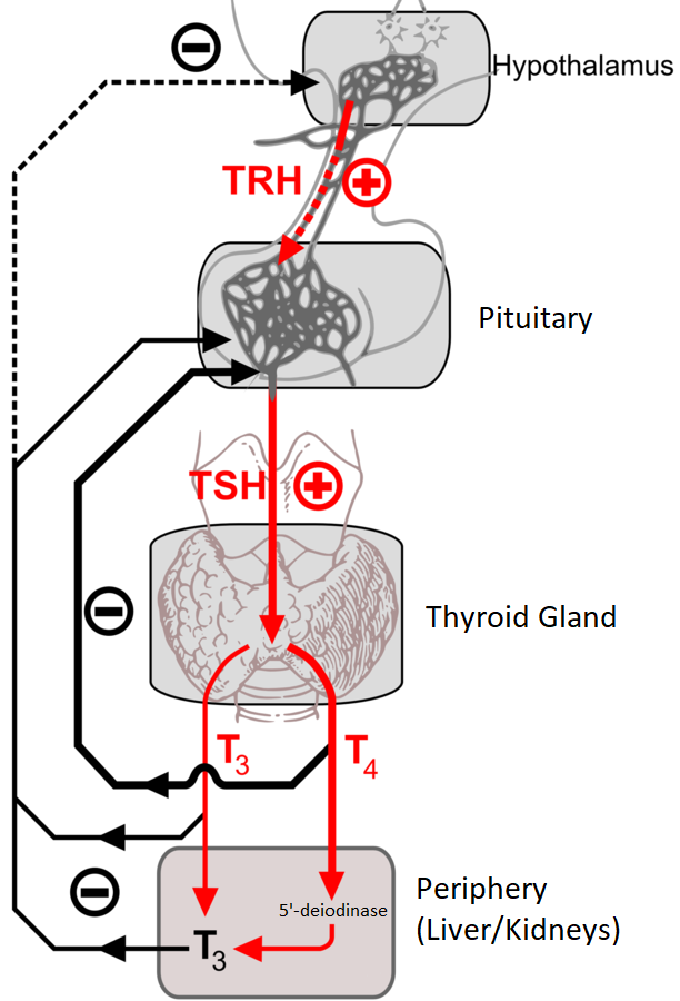 Thyroid Hormone System